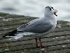 En hiver, le vieux pain nourrit ... mais d�forme bien des gosiers ...