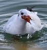 ... en particulier celui des Mouettes rieuses !