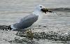  Une longue histoire ... celle d'un go�land leucoph�e d�sireux de s'offrir un gros poisson ...