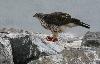 Un Autour des palombes juv�nile ...