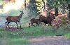Famille de cervid�s en Brenne
