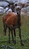 Biche et son faon dans le Parc national suisse