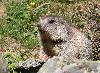 Une autre petite marmotte, �galement �  Riederalp, un peu plus �g�e