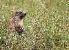 Jeune marmotte au Val Trupchun