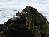 Phoque gris et son petit en Bretagne ...
