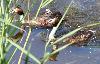 Un couple de Gr�bes hupp�s � Champ-Pittet avec un de ses petits ...