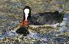 Foulque macroule et son poussin en Vend�e ...
