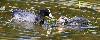  ... poussin de Foulque macroule plus grand � La Sauge ...