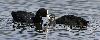 ... juv�nile de Foulque macroule, se faisant toujours nourrir, � Champ-Pittet