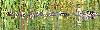 Cane colvert et ses canetons � Champ-Pittet