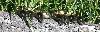 La majorit� des Canetons colverts sont plus fonc�s (Champ-Pittet)
