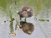 Gallinule poule d'eau juv�nile � Champ-Pittet