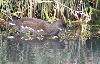 Une autre Gallinule poule d'eau juv�nile � Sionnet
