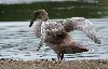 Ce Cygne tubercul� juv�nile est bient�t pr�t � s'�manciper