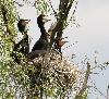 Poussins de Grands cormorans juv�niles dans le delta du Danube