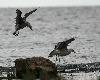Go�lands leucoph�es juv�niles sur l'�le de Djerba