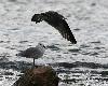 Go�lands d'Audouin adulte et juv�nile, si diff�rents