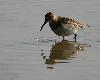 B�casseau variable juv�nile au Fanel