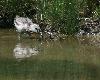 Poussin d'Avocette �l�gante en Vend�e