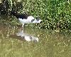 Echasse blanche juv�nile en Vend�e 