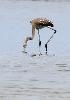 Flamant rose juv�nile (n'a que le nom de ... rose) sur l'�le de Djerba