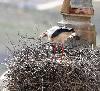 Cigogne blanche et cigogneaux  en Estr�madure