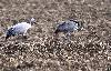Grues cendr�es adulte et juv�nile (ce dernier tr�s reconnaissable � ses couleurs brune et grise)