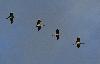 Famille de Grues cendr�es en vol, les deux juv�niles entre leurs parents