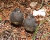 Poussins de Rougequeues noirs � Val Gardena 