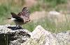 Traquet motteux  juv�nile � Riederalp ...