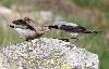 ... nourri par son p�re ...