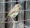 Rougegorge familier en plumage juv�nile tachet� � Champ-Pittet