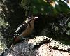 Ce Pic �peiche juv�nile  vient de se r�galer de cerises !