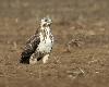 Buse variable juv�nile en Champagne
