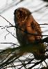 Hibou moyen-duc juv�nile en Vend�e