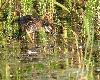 Jeune R�le d'eau � Champ-Pittet ...