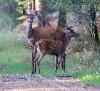 Biche et son faon en Brenne