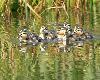 Canetons colverts, particuli�rement jaunes, � Champ-Pittet
