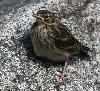 Pipit farlouse juv�nile en Bretagne