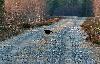 Superbe premier matin : parade des T�tras lyres � quelque 30 m�tres ...