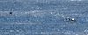 Parade de T�tras lyres sur le lac gel�