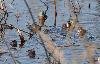 Un �tang tr�s bruyant !
