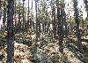 Sous-bois enchanteurs
