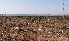 Au pays o� la for�t est reine, les b�cherons ont l'obligation de laisser, au milieu des d�boisements, des arbres sur pied : perchoirs appr�ci�s des oiseaux !