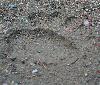 Traces d'ours toutes fra�ches sur notre chemin : un gros m�le