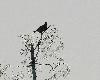 Un T�tras-lyre perch� sur un bouleau  ... bel endroit pour chanter