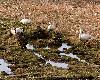 48 Cygnes chanteurs ... et 6 Bernaches du Canada dans le m�me champ