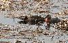 Un couple de Gr�bes jougris au Lac Dellen