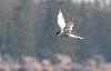 ... une Sterne arctique ... si �l�gante ...