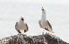 ... des Go�lands cendr�s ...